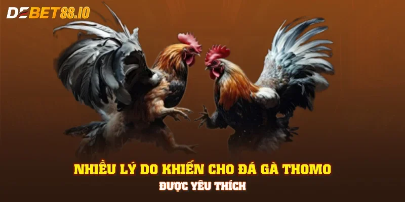 Nhiều lý do khiến cho đá gà Thomo được yêu thích
