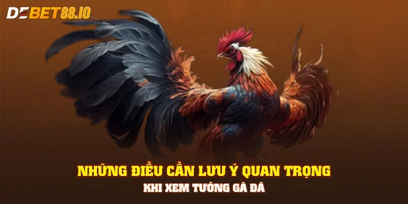 Những điều cần lưu ý quan trọng khi xem tướng gà đá