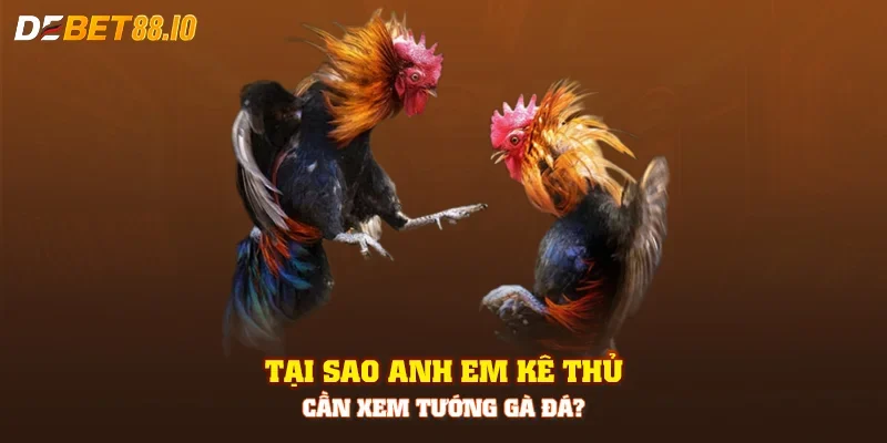Tại sao anh em kê thủ cần xem tướng gà đá?