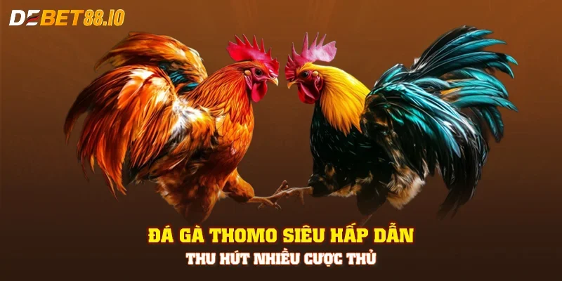 Đá gà Thomo siêu hấp dẫn, thu hút nhiều cược thủ