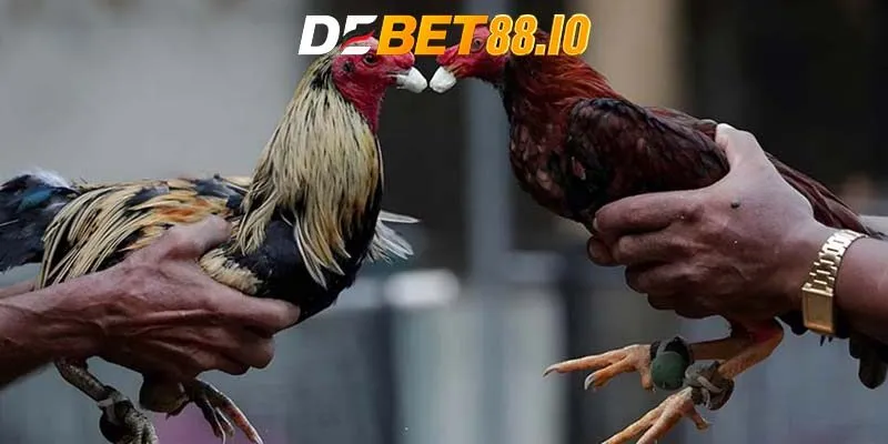 Đá gà cựa dao quốc tế có đặc điểm gì nổi bật